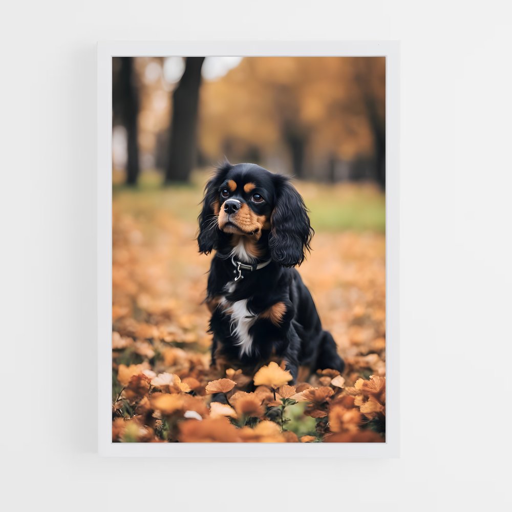 ap-cavalier king charles spaniel-4 cadre Blanc