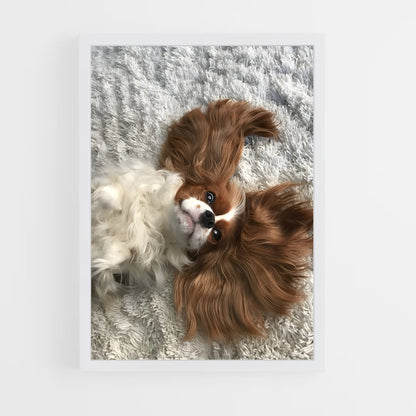 ap-cavalier king charles spaniel-5 cadre Blanc