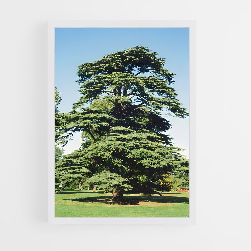 ap-cedar-2 cadre Blanc