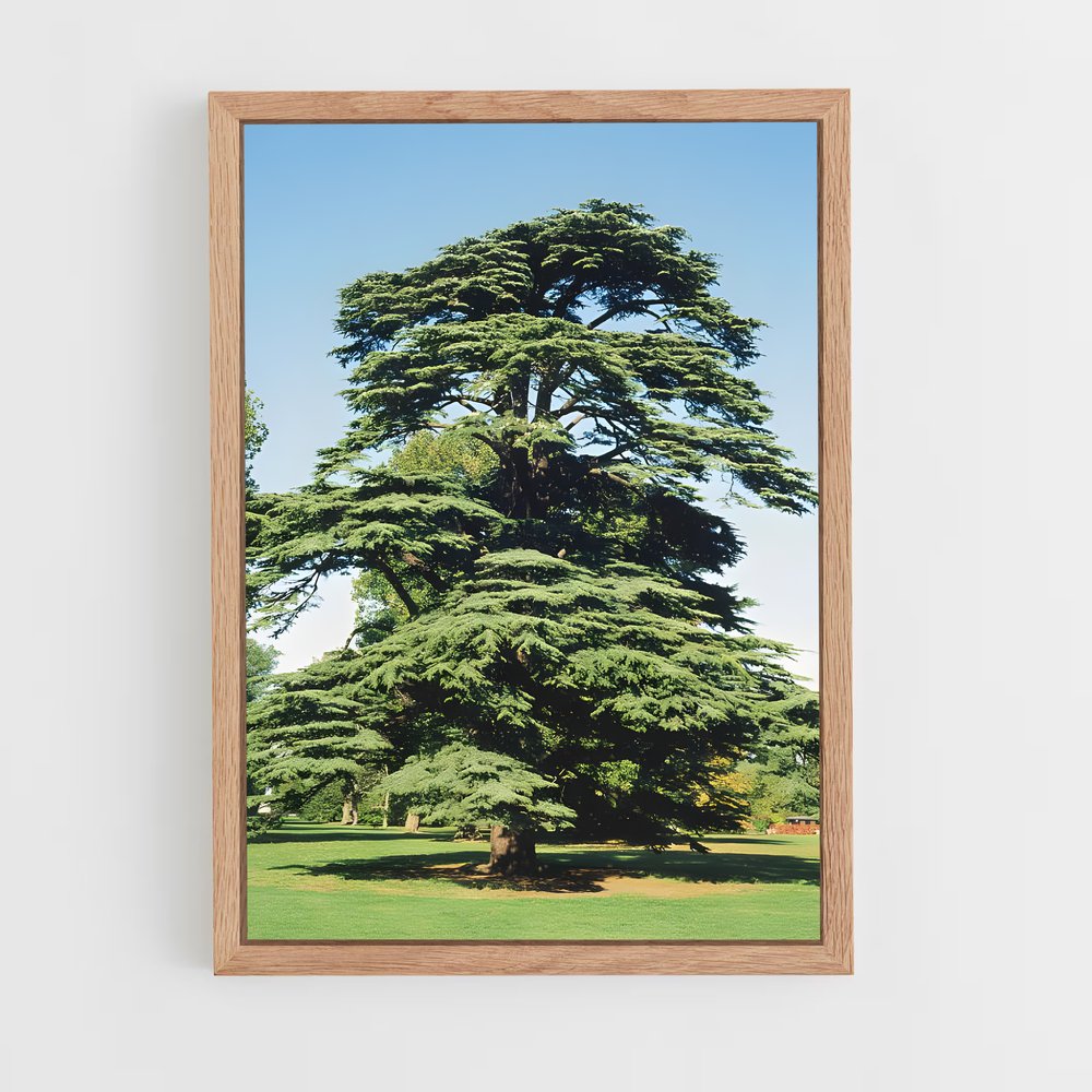 ap-cedar-2 cadre Bois clair