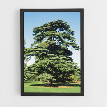 ap-cedar-2 cadre Noir