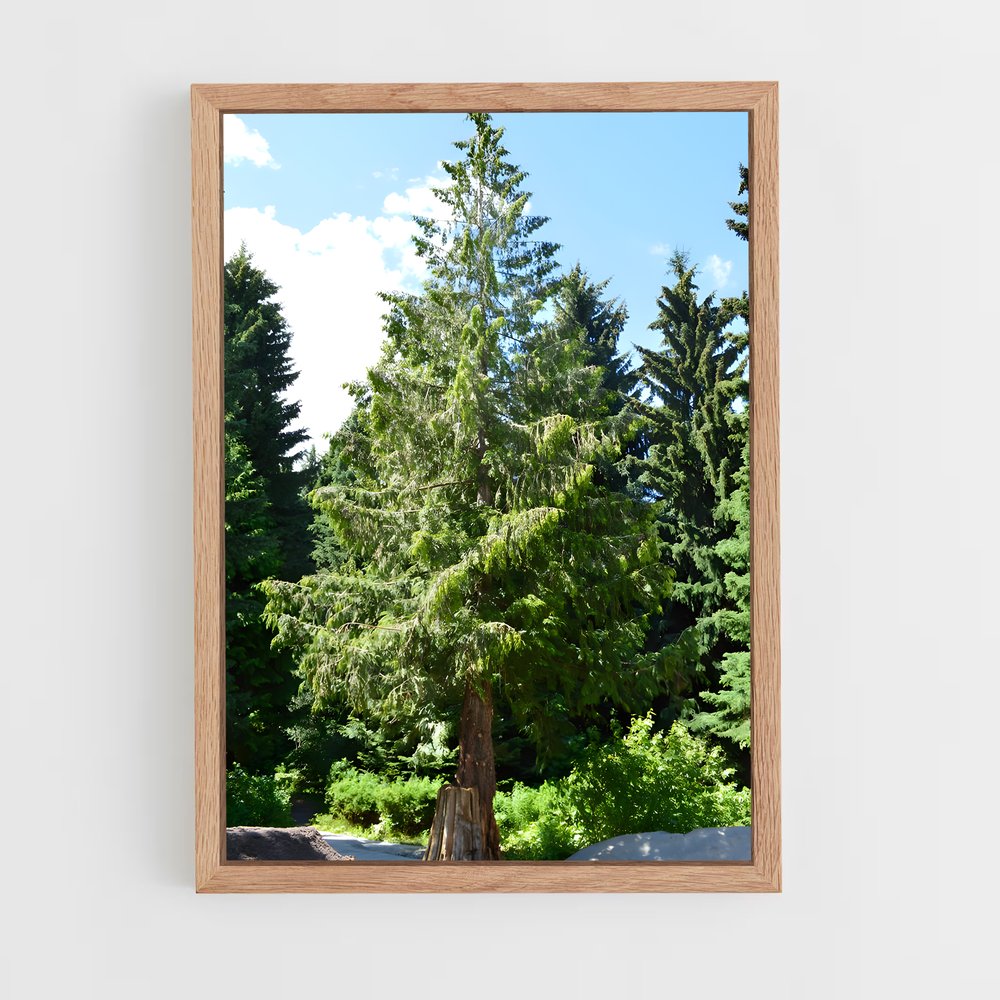 ap-cedar-5 cadre Bois clair