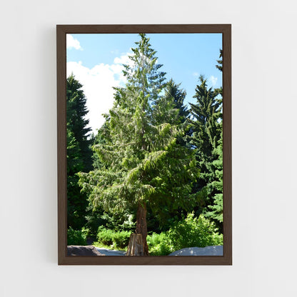ap-cedar-5 cadre Bois foncé