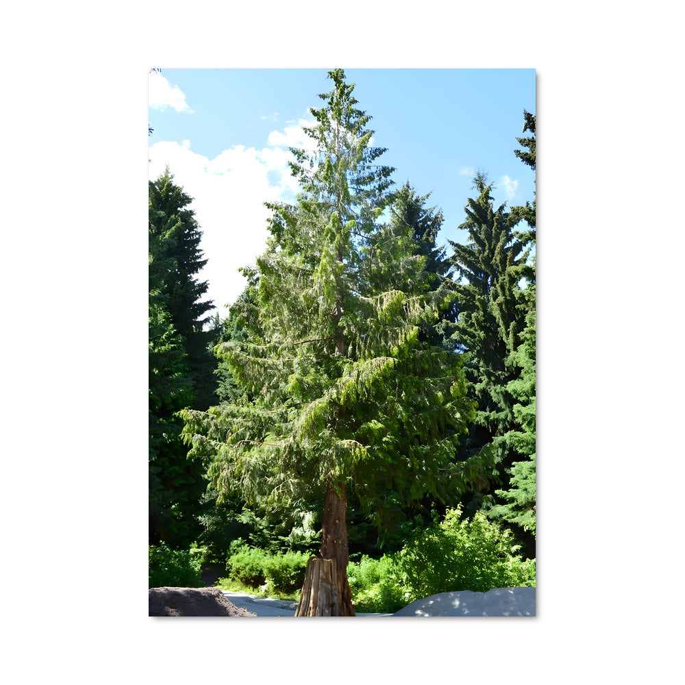 Poster Cèdre Solitaire