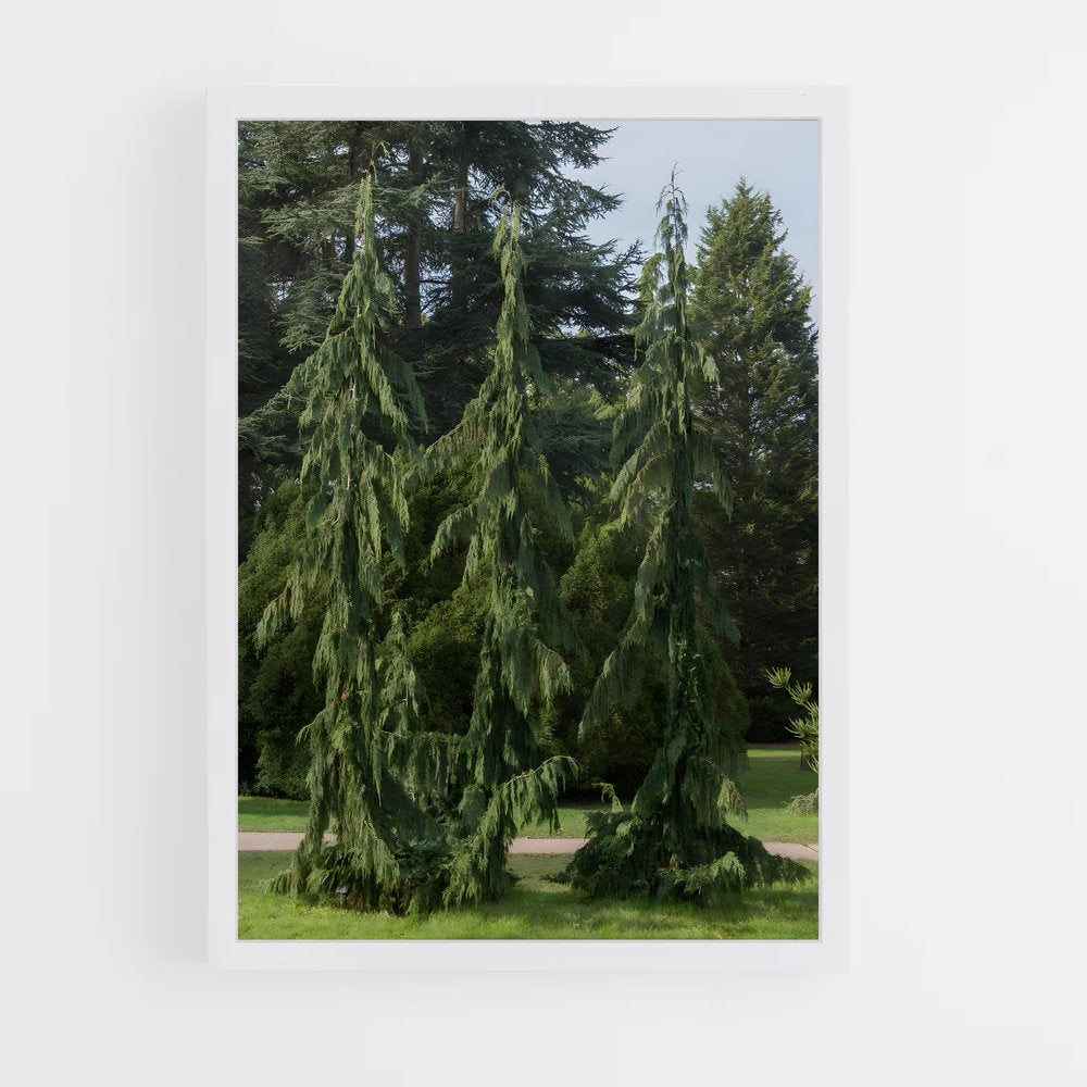 ap-cedar-7 cadre Blanc
