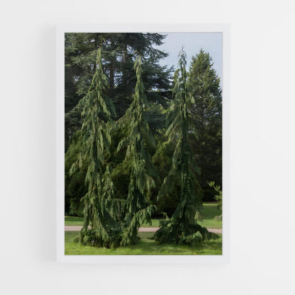 ap-cedar-7 cadre Blanc