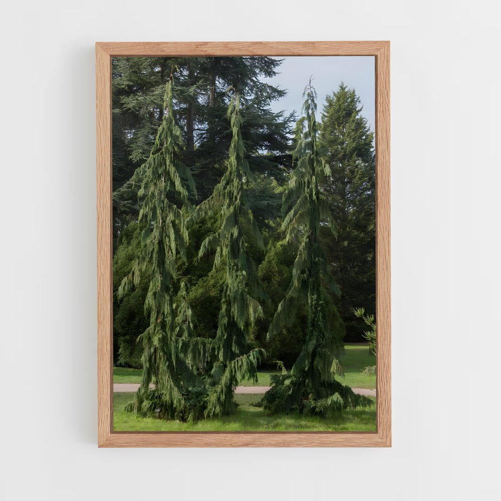 ap-cedar-7 cadre Bois clair