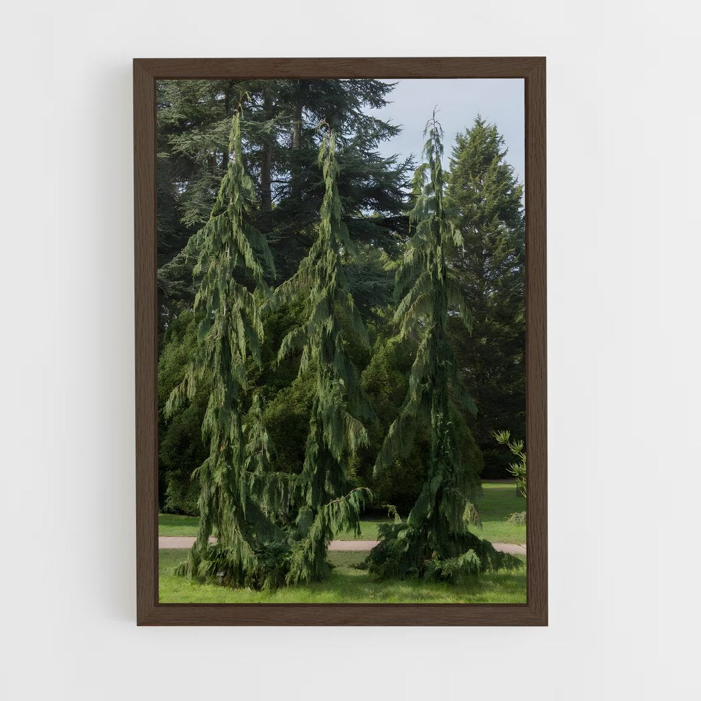 ap-cedar-7 cadre Bois foncé