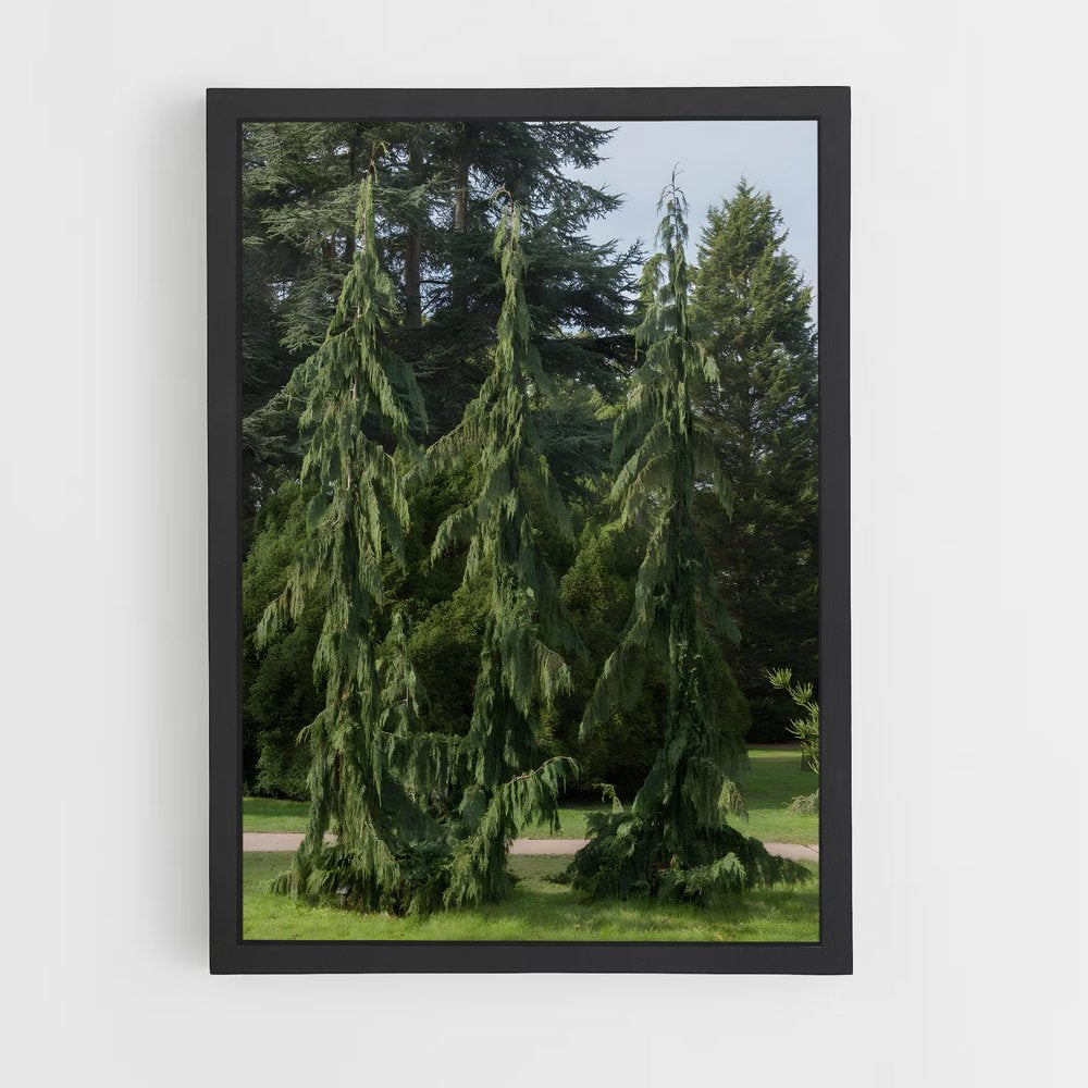 ap-cedar-7 cadre Noir