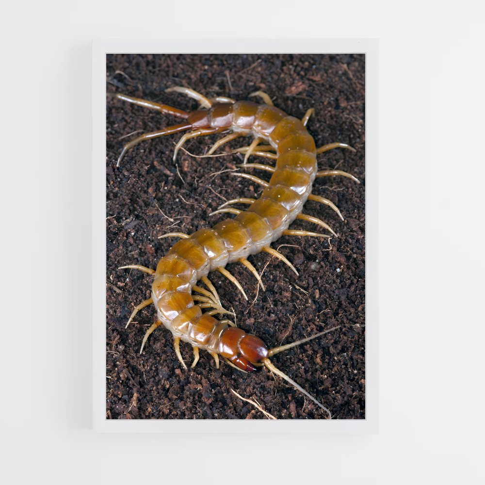 ap-centipede-5 cadre Blanc