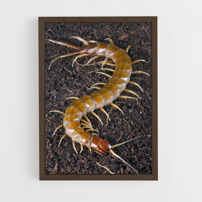 ap-centipede-5 cadre Bois foncé