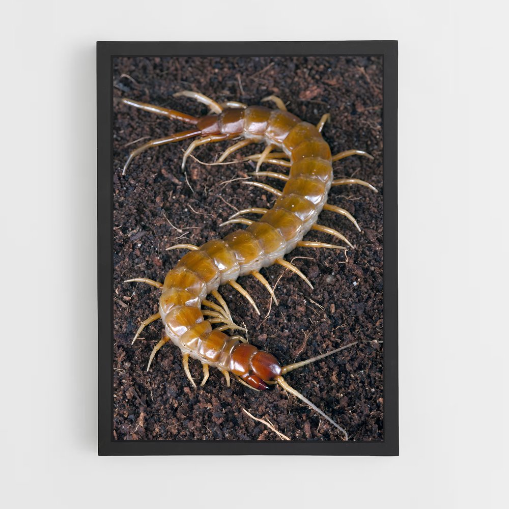 ap-centipede-5 cadre Noir