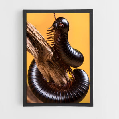 ap-centipede-6 cadre Noir