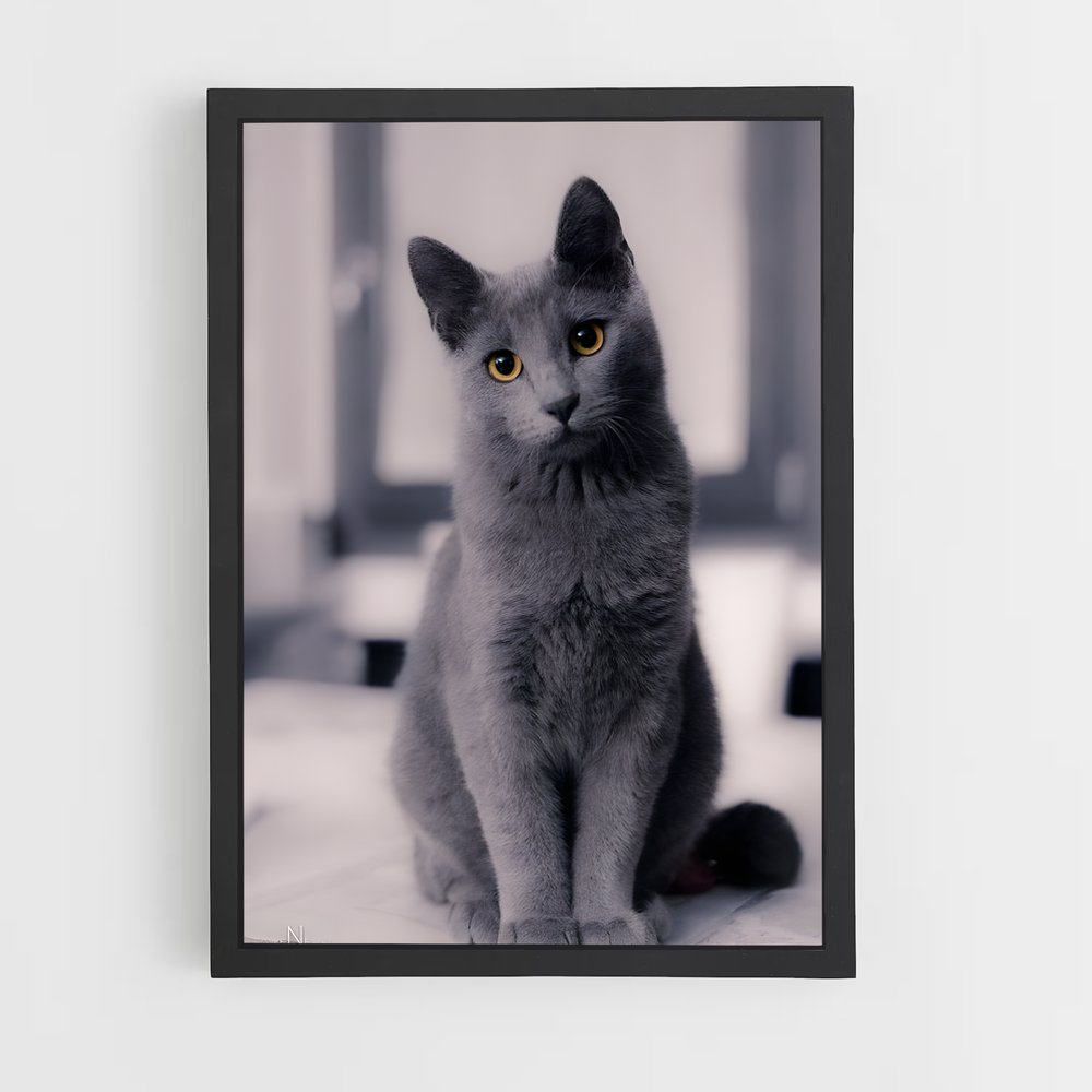 ap-chartreux-1 cadre Noir