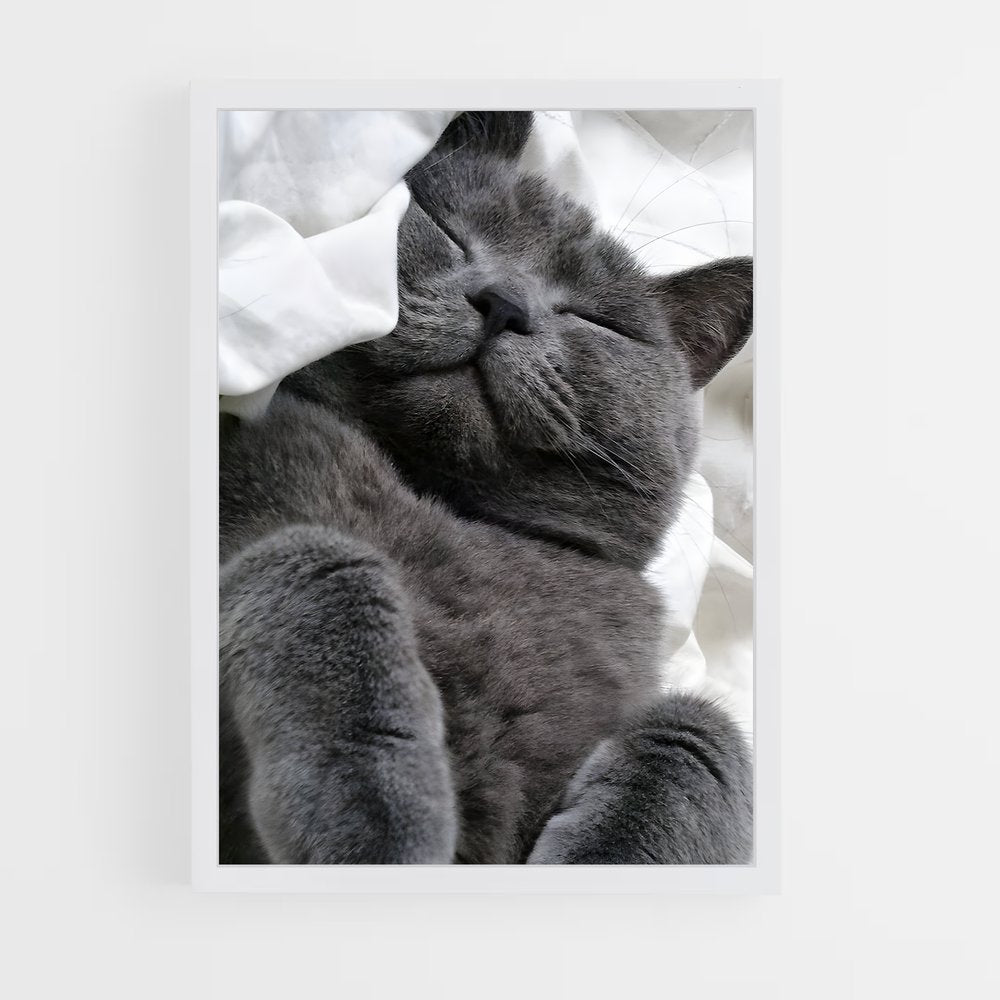 ap-chartreux-2 cadre Blanc