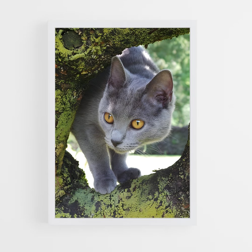 ap-chartreux-3 cadre Blanc