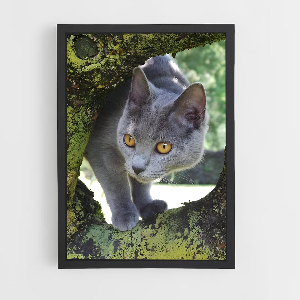 ap-chartreux-3 cadre Noir