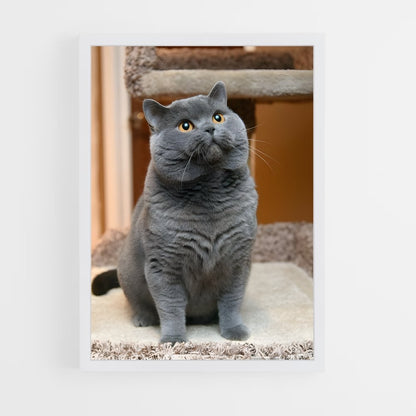ap-chartreux-4 cadre Blanc