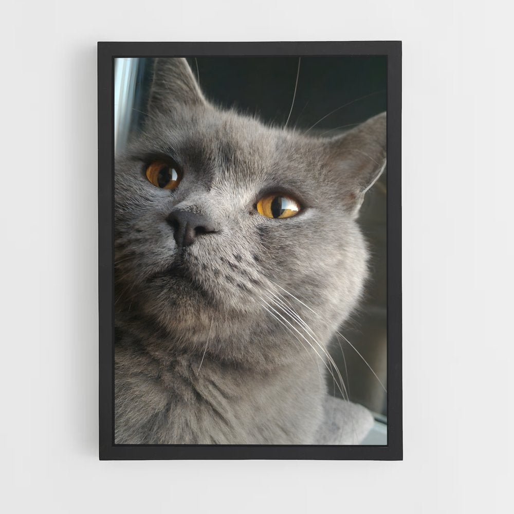 ap-chartreux-5 cadre Noir