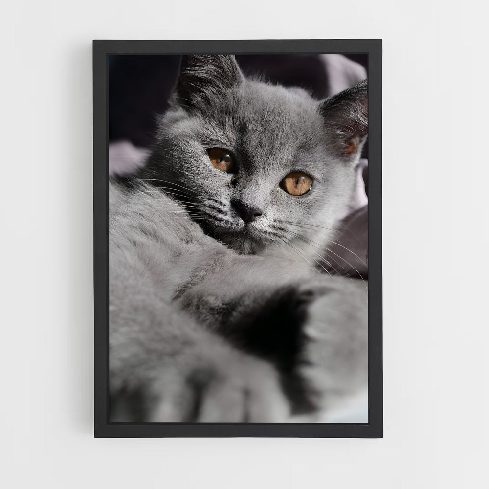 ap-chartreux-9 cadre Noir