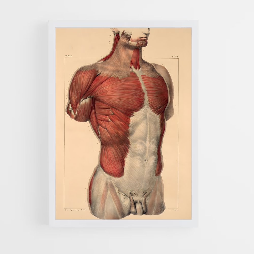 ap-chest-1 cadre Blanc