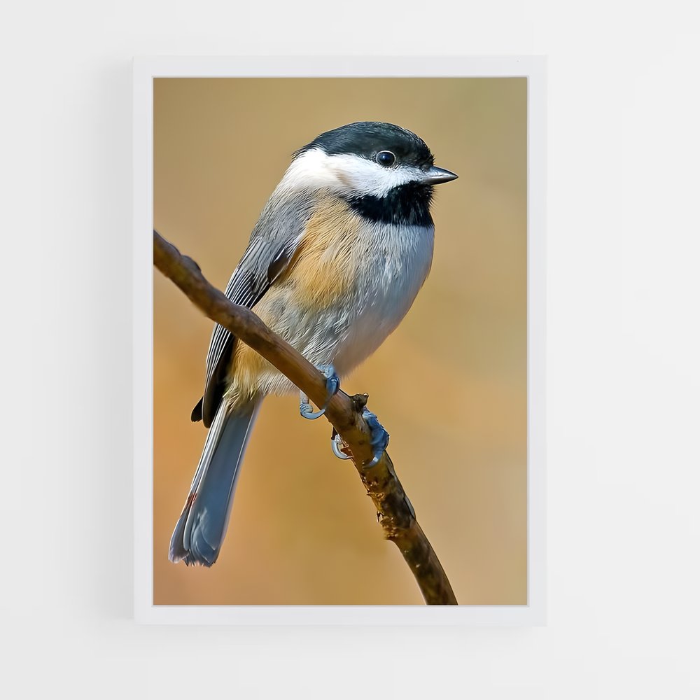 ap-chickadee-4 cadre Blanc