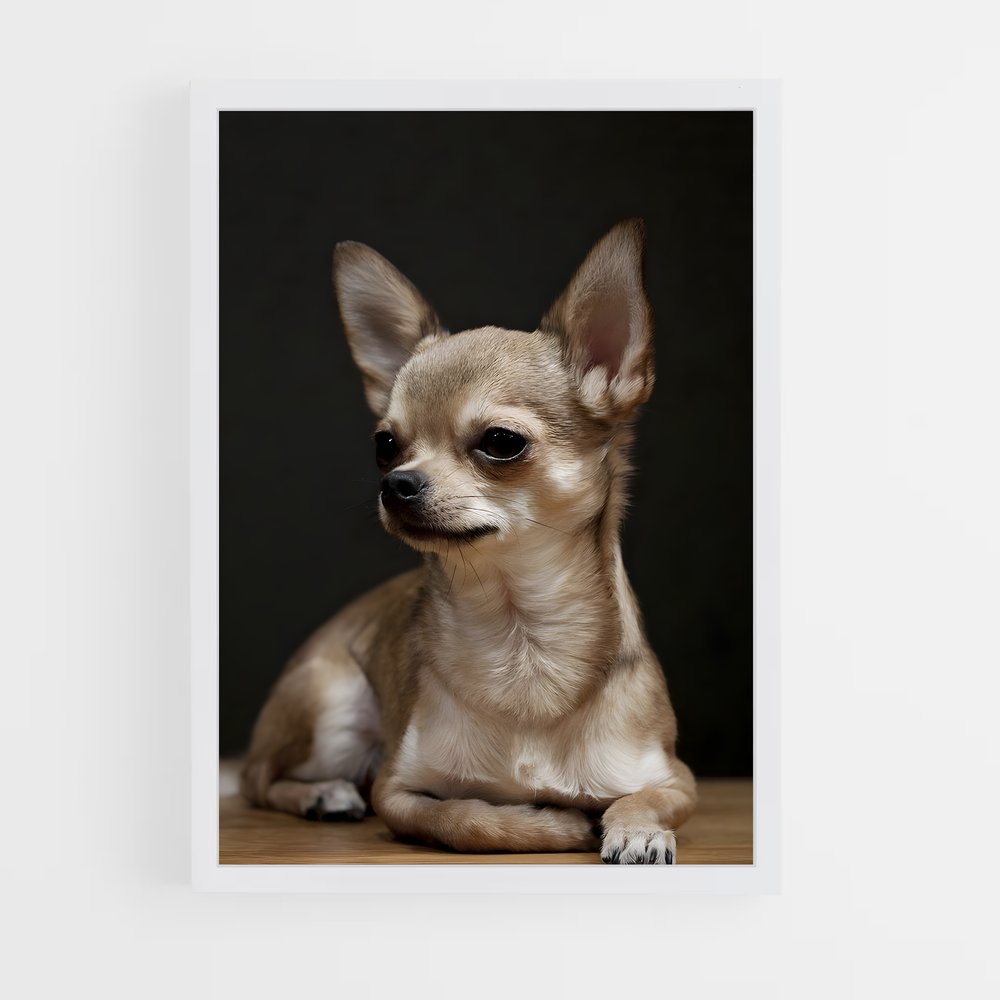 ap-chihuahua-2 cadre Blanc