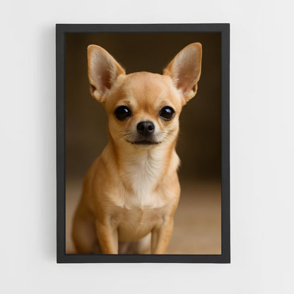 ap-chihuahua-3 cadre Noir