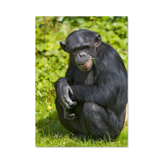 Poster Chimpanzoo