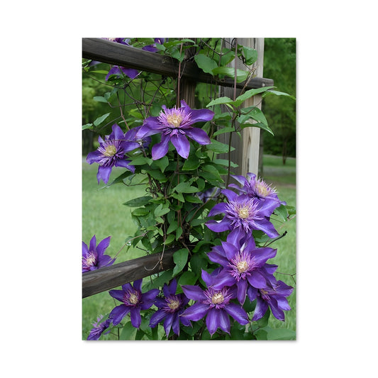 Poster Clematis Dream