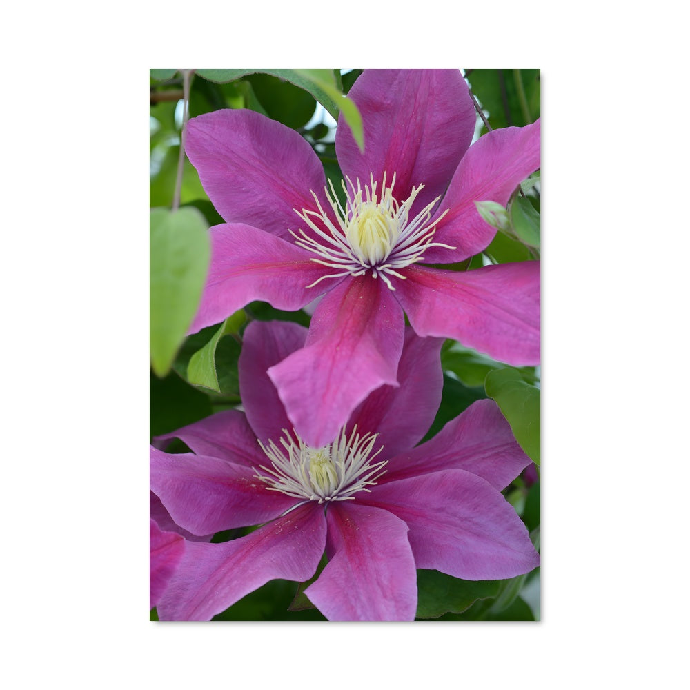 Poster Clematis 96484