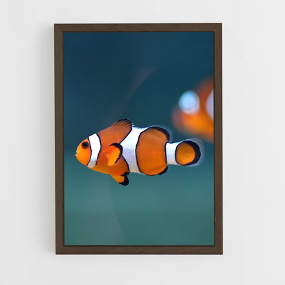 ap-clownfish-5 cadre Bois foncé