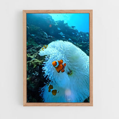 ap-clownfish-6 cadre Bois clair