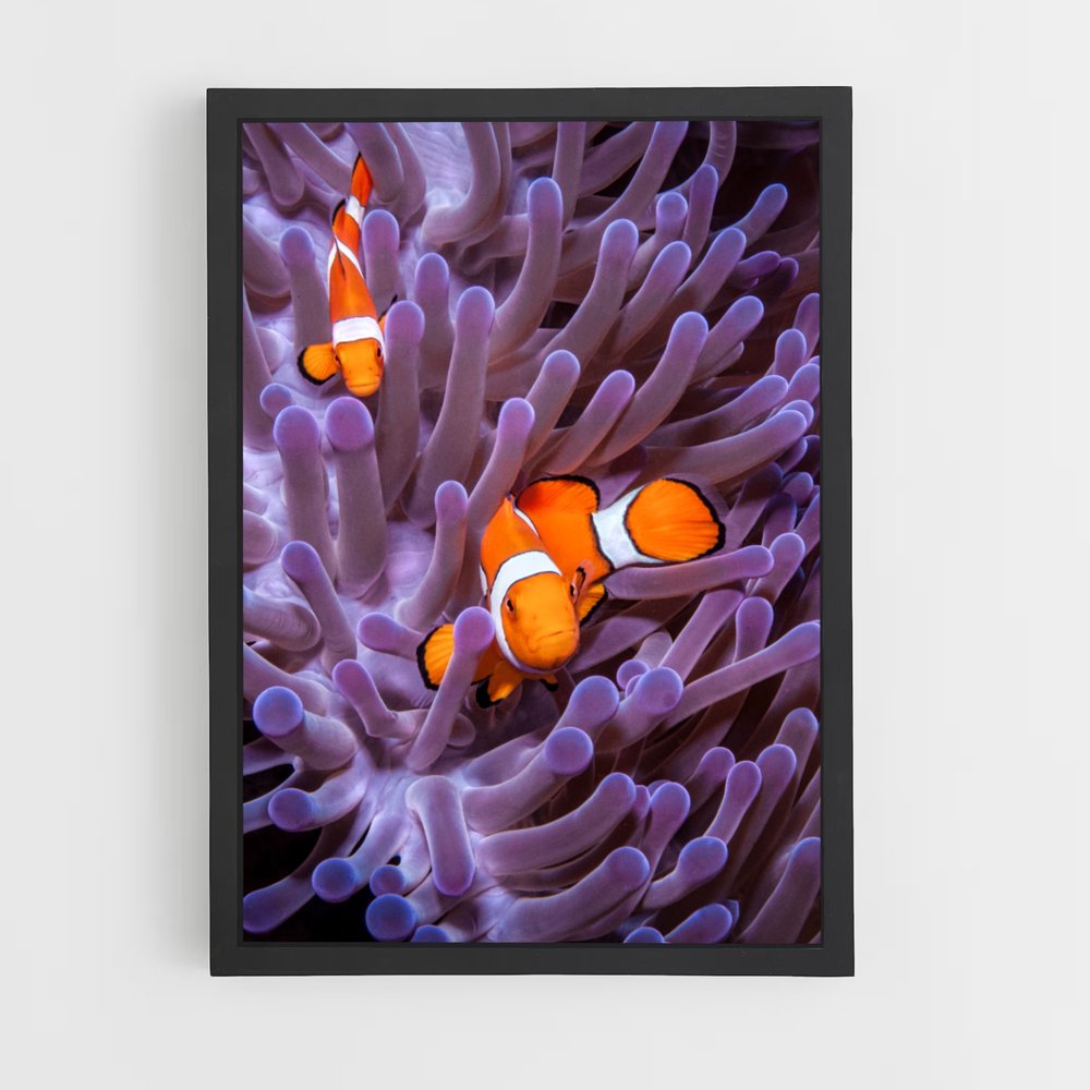 ap-clownfish-8 cadre Noir