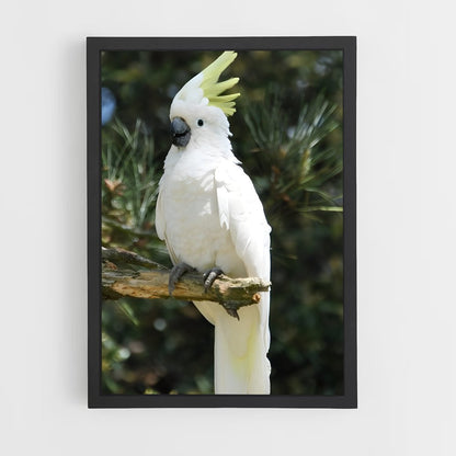 ap-cockatoo-2 cadre Noir