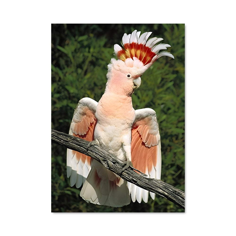 Poster Cockatoo Rhapsody