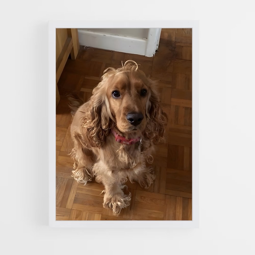 ap-cocker spaniel-1 cadre Blanc