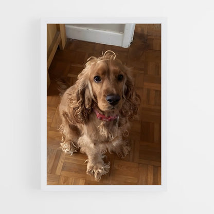 ap-cocker spaniel-1 cadre Blanc