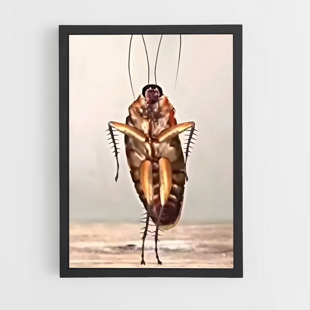 ap-cockroach-2 cadre Noir