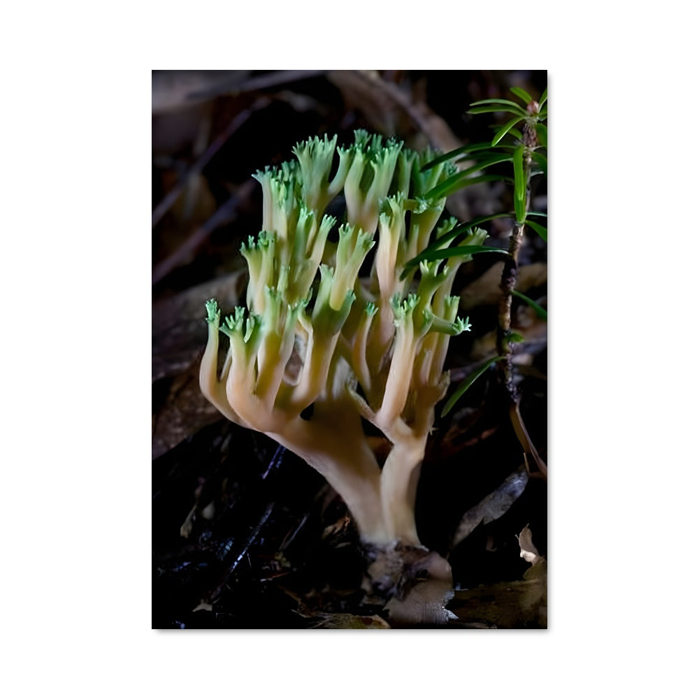 Poster Fungi Mystique