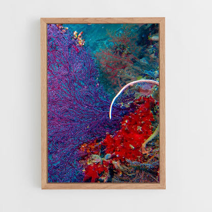 ap-coral triangle diving-3 cadre Bois clair