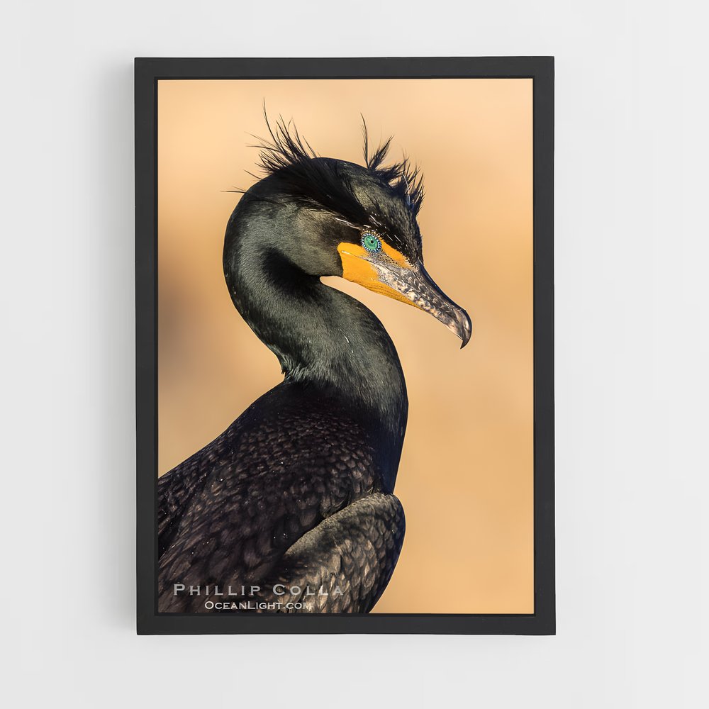 ap-cormorant-1 cadre Noir