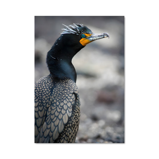 Poster Le Cormoran Mystique