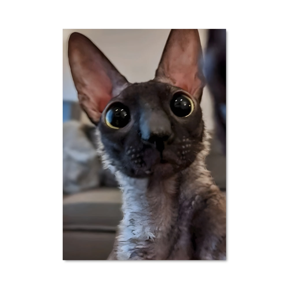 Poster Yeux de Velours
