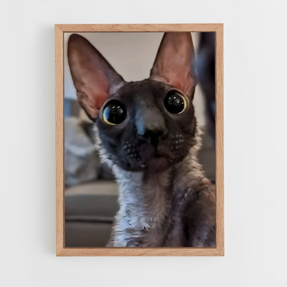 ap-cornish rex-2 cadre Bois clair