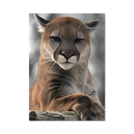 Poster Le Rocher des Cougars