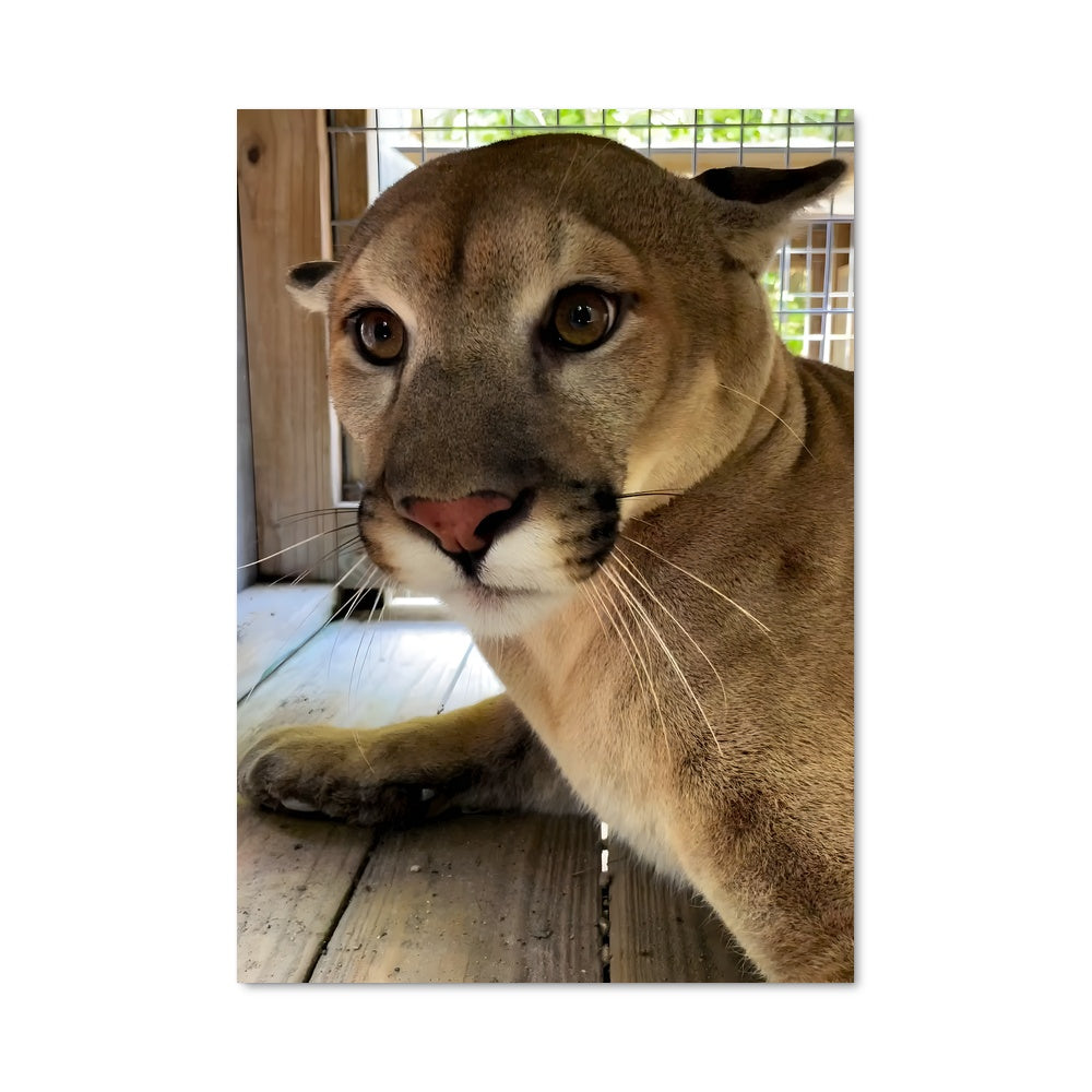 Poster Lion des Montagnes