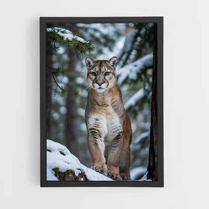 ap-cougar-5 cadre Noir