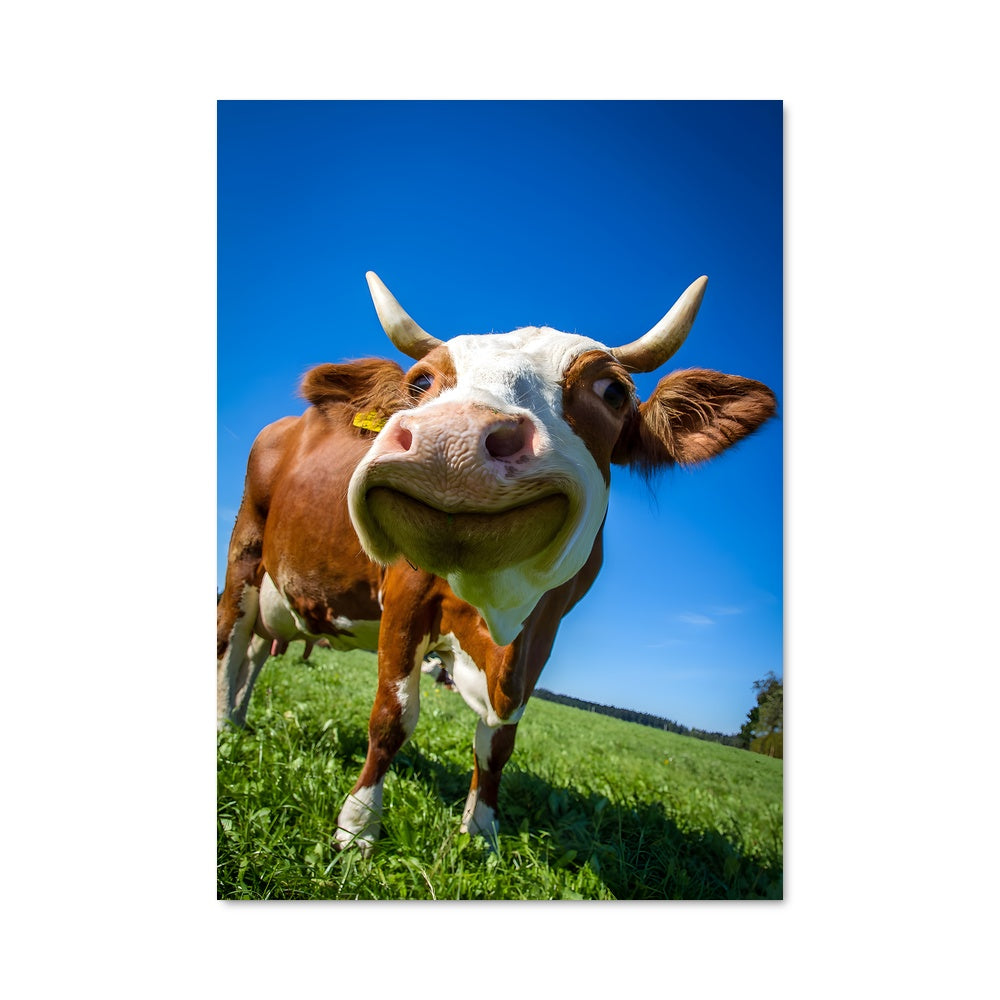 Poster Vache Étoilée