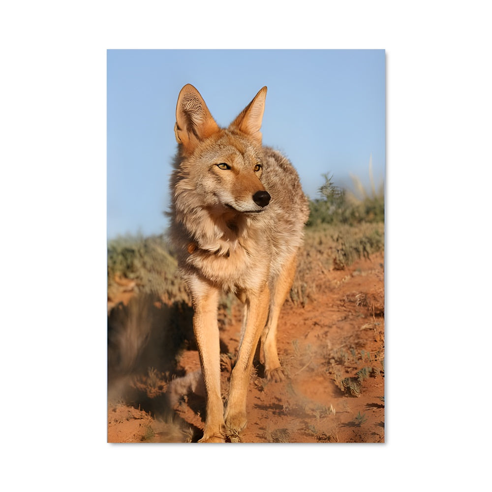 Poster Coyote Sauvage